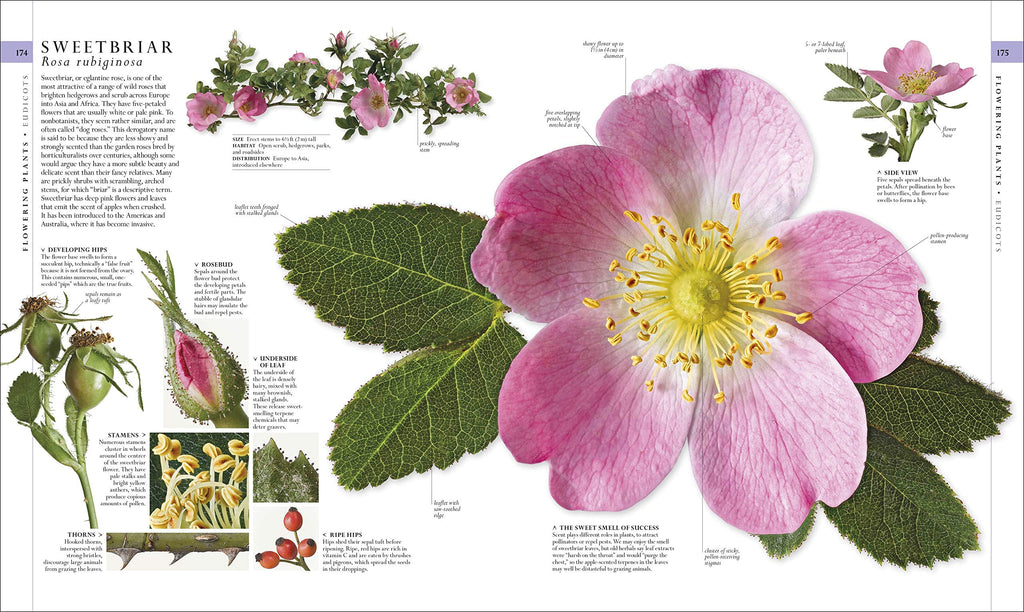DK Definitive Visual Encyclopedias Natural History, (Hardcover)