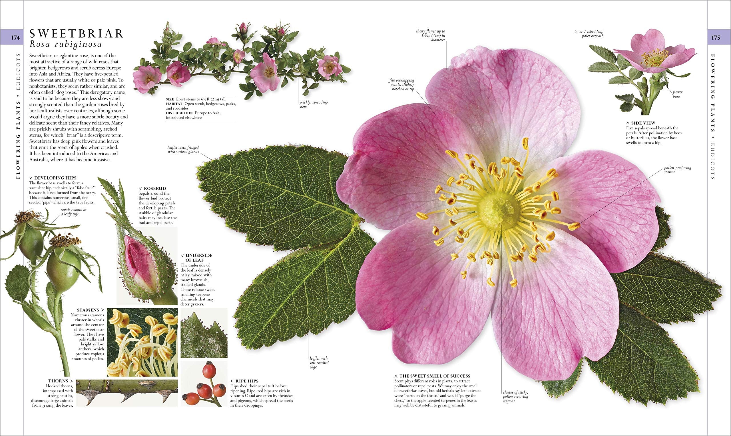 DK Definitive Visual Encyclopedias Natural History, (Hardcover)