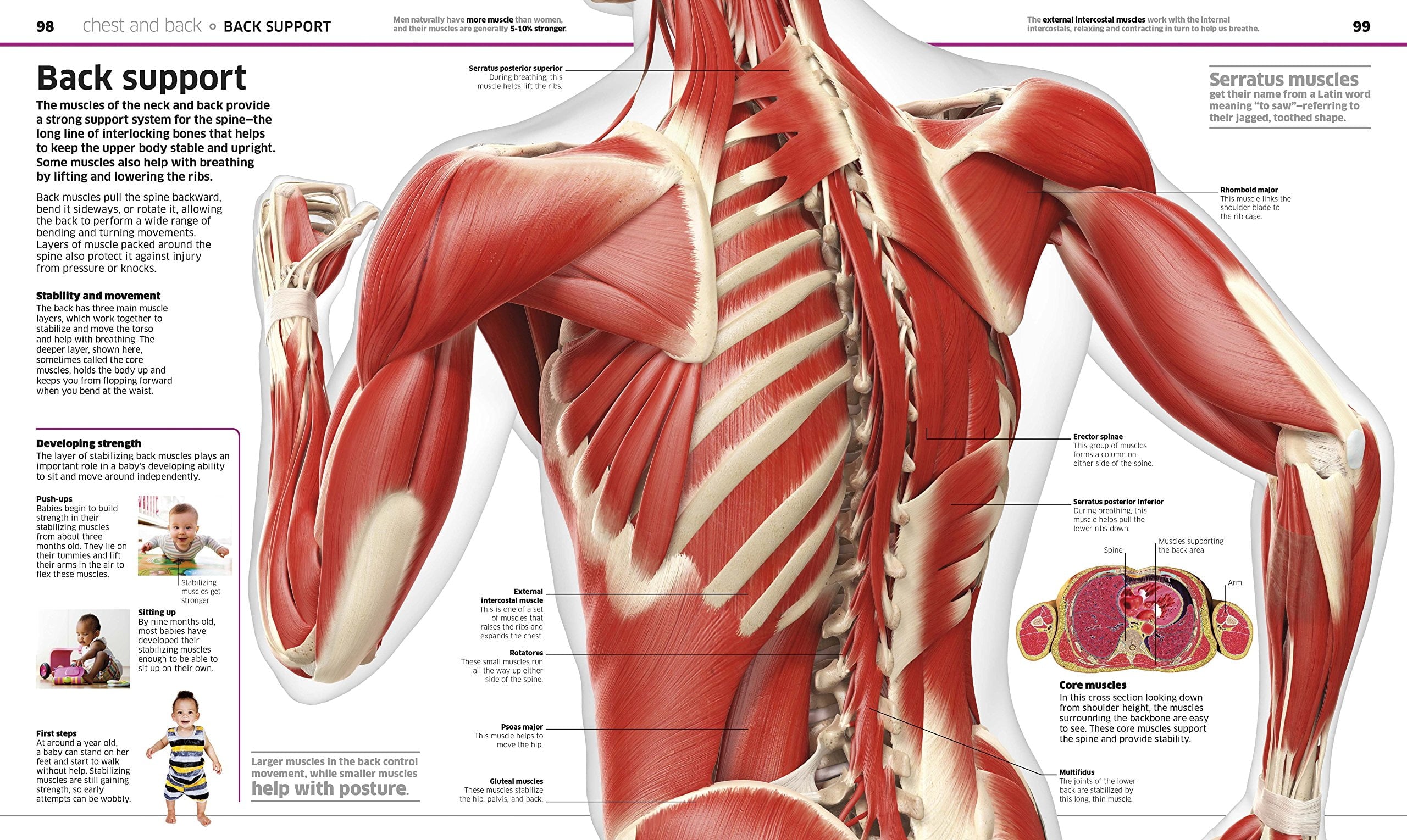 DK Knowledge Encyclopedias Knowledge Encyclopedia Human Body!: Human A