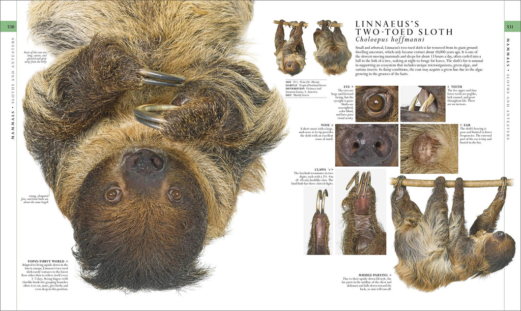 DK Definitive Visual Encyclopedias Natural History, (Hardcover)