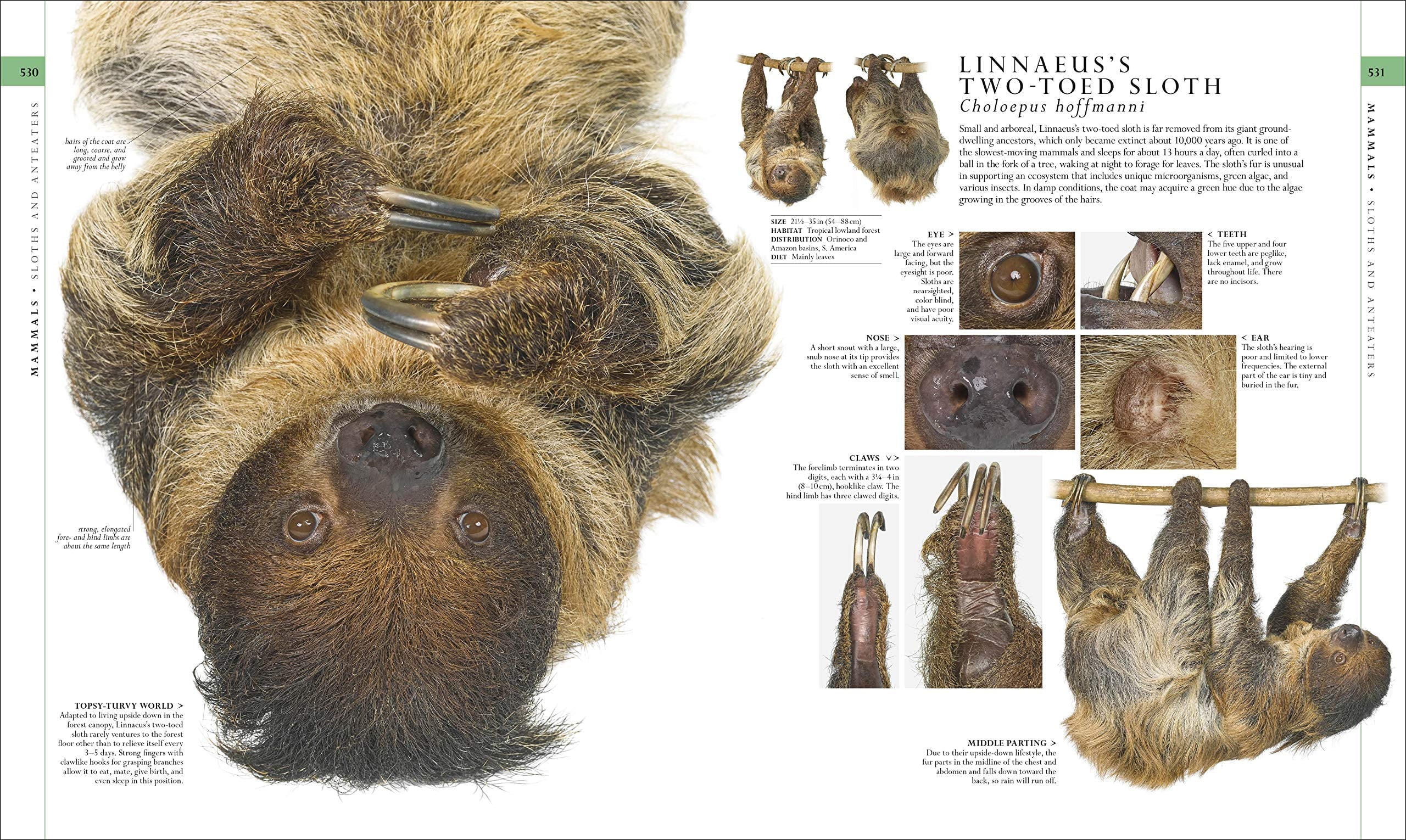 DK Definitive Visual Encyclopedias Natural History, (Hardcover)