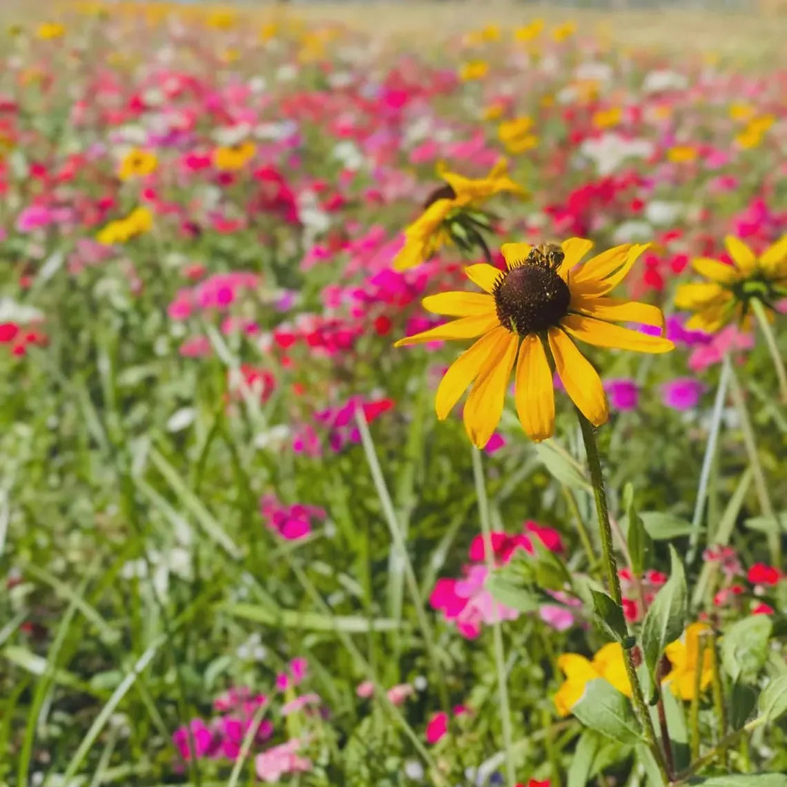 Arkansas Bee Balm Grow Kit