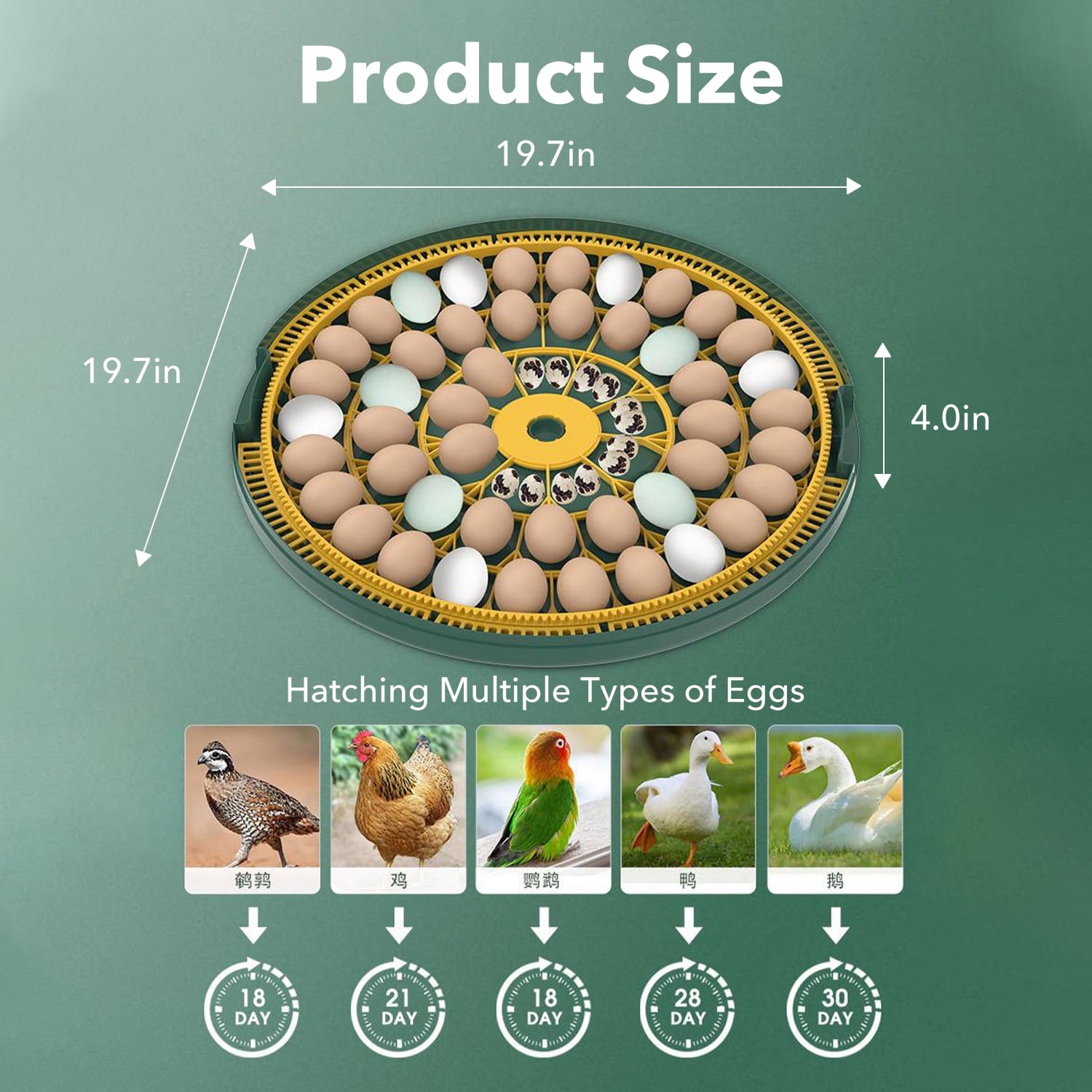 BN-LINK 52 Egg Incubator with Automatic Egg Turning and Temperature Co