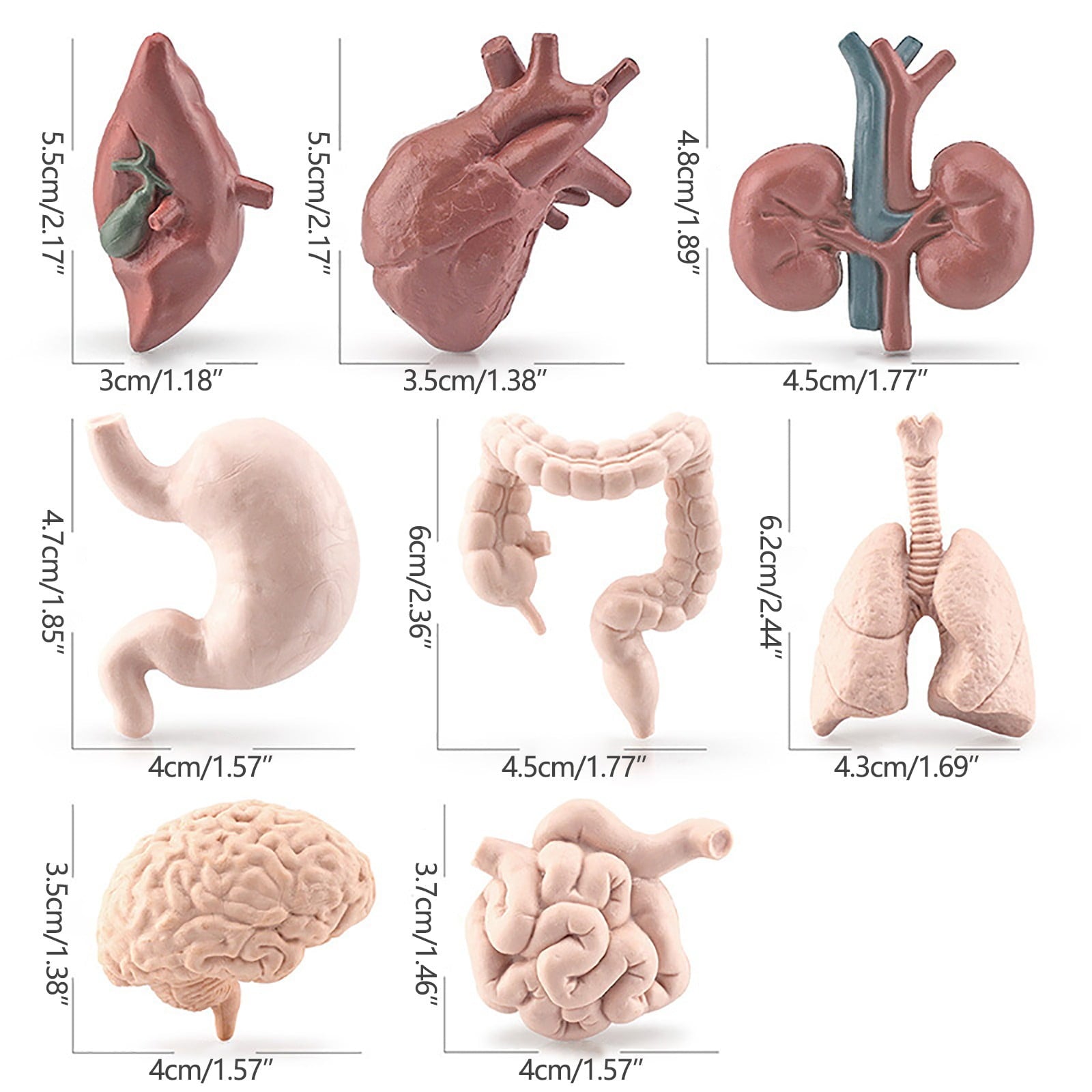 Human Organ Model Set Educational Science Toy For Kids 8 Piece Anatomy