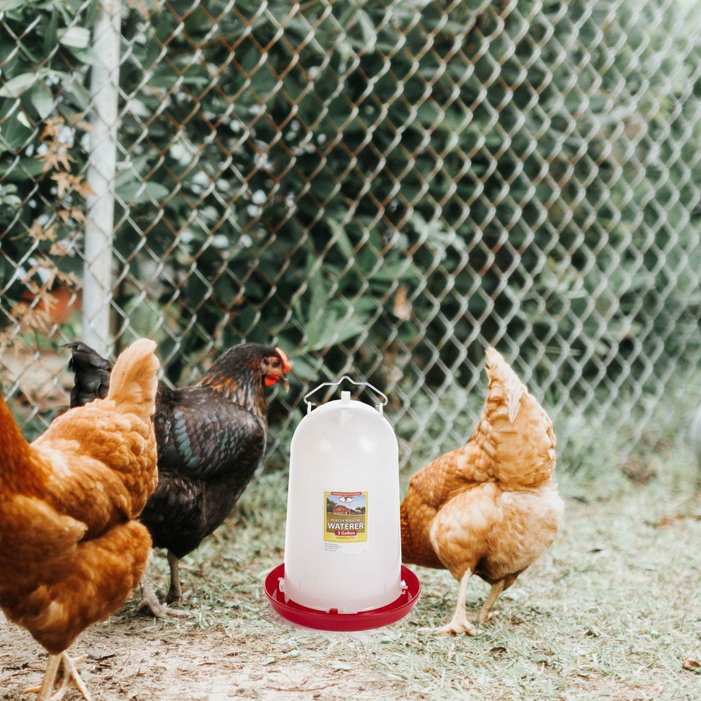 Miller Manufacturing 3-Gallon Poultry Waterer – Durable Impact-Resis