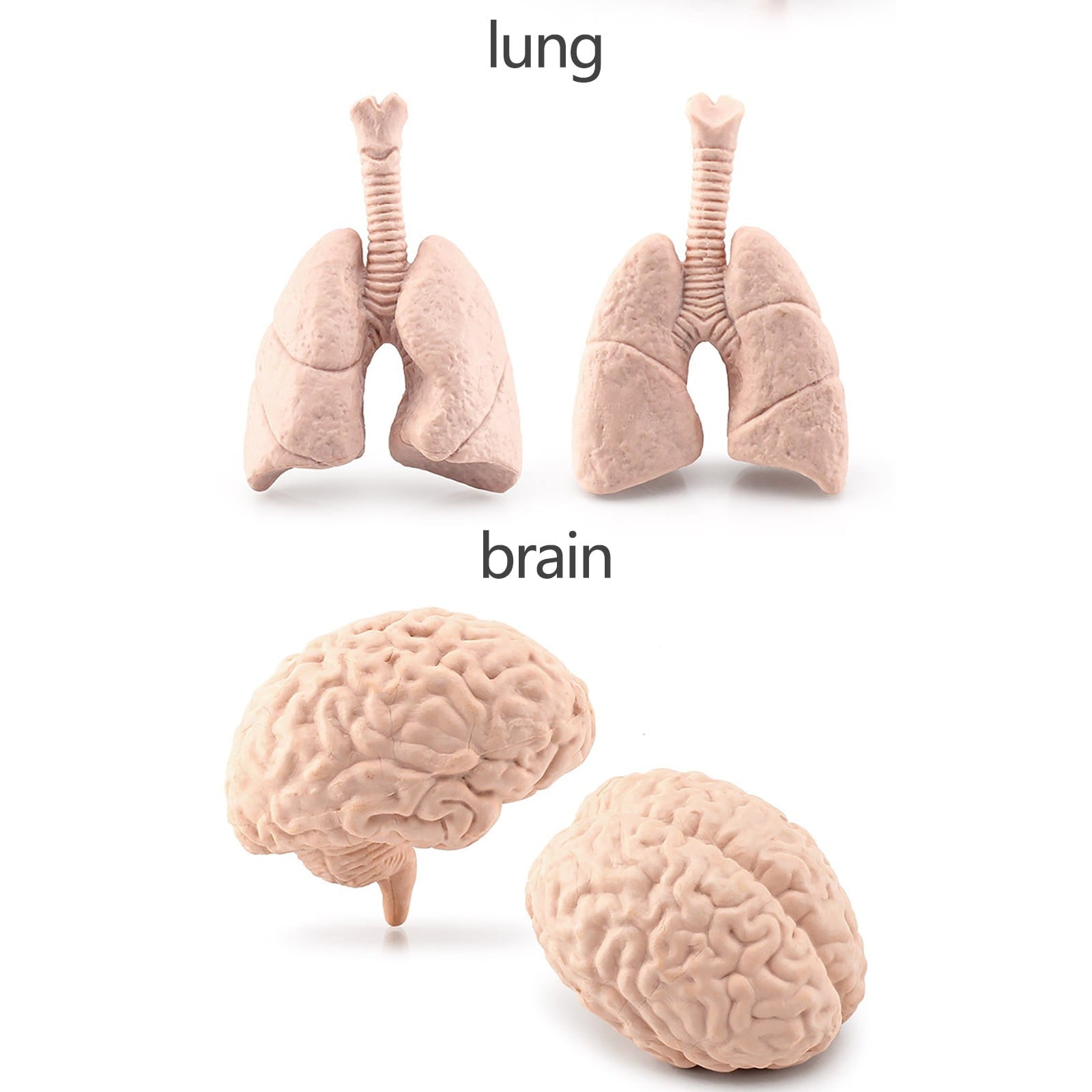 Human Organ Model Set Educational Science Toy For Kids 8 Piece Anatomy