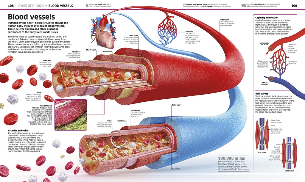 DK Knowledge Encyclopedias Knowledge Encyclopedia Human Body!: Human A