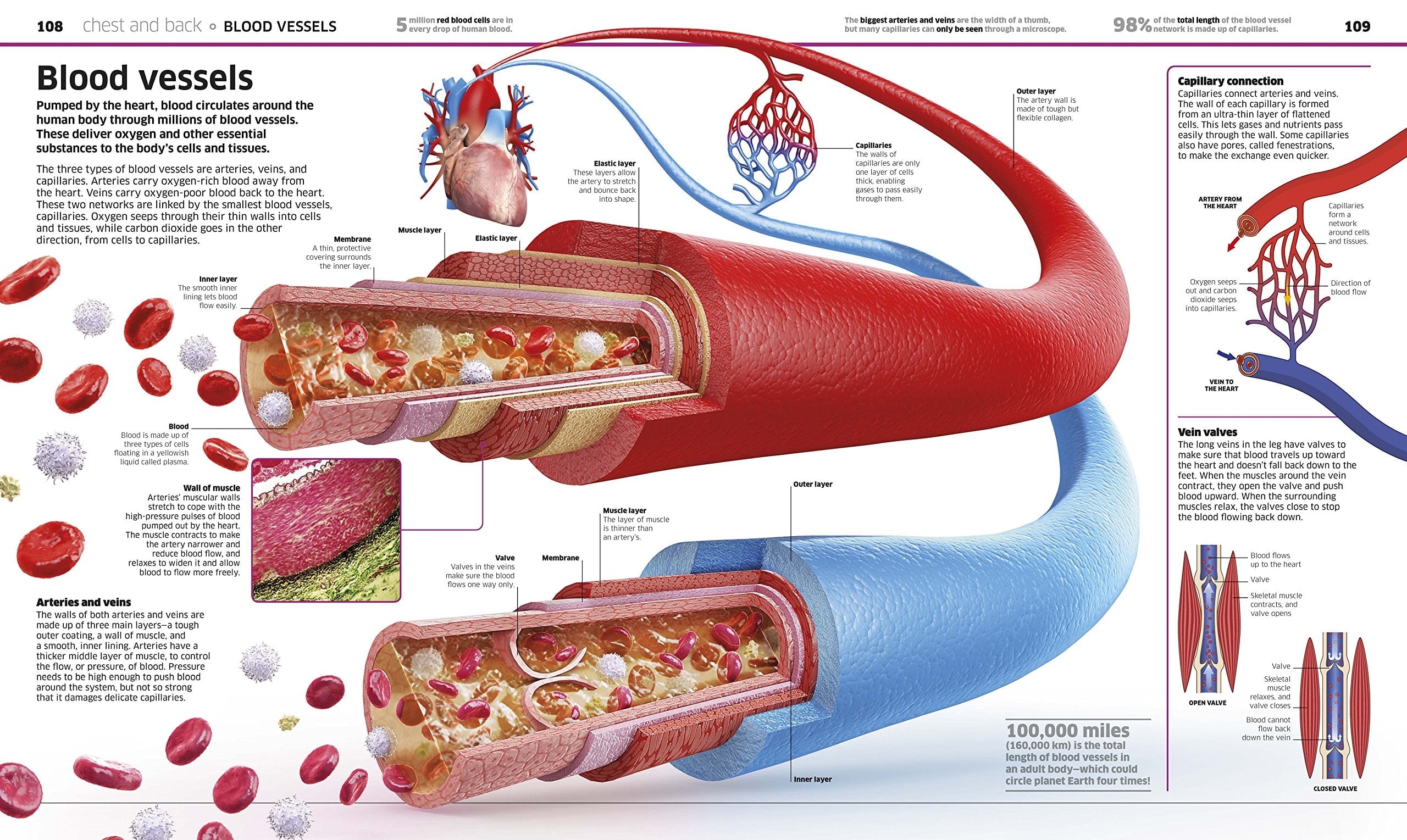 DK Knowledge Encyclopedias Knowledge Encyclopedia Human Body!: Human A
