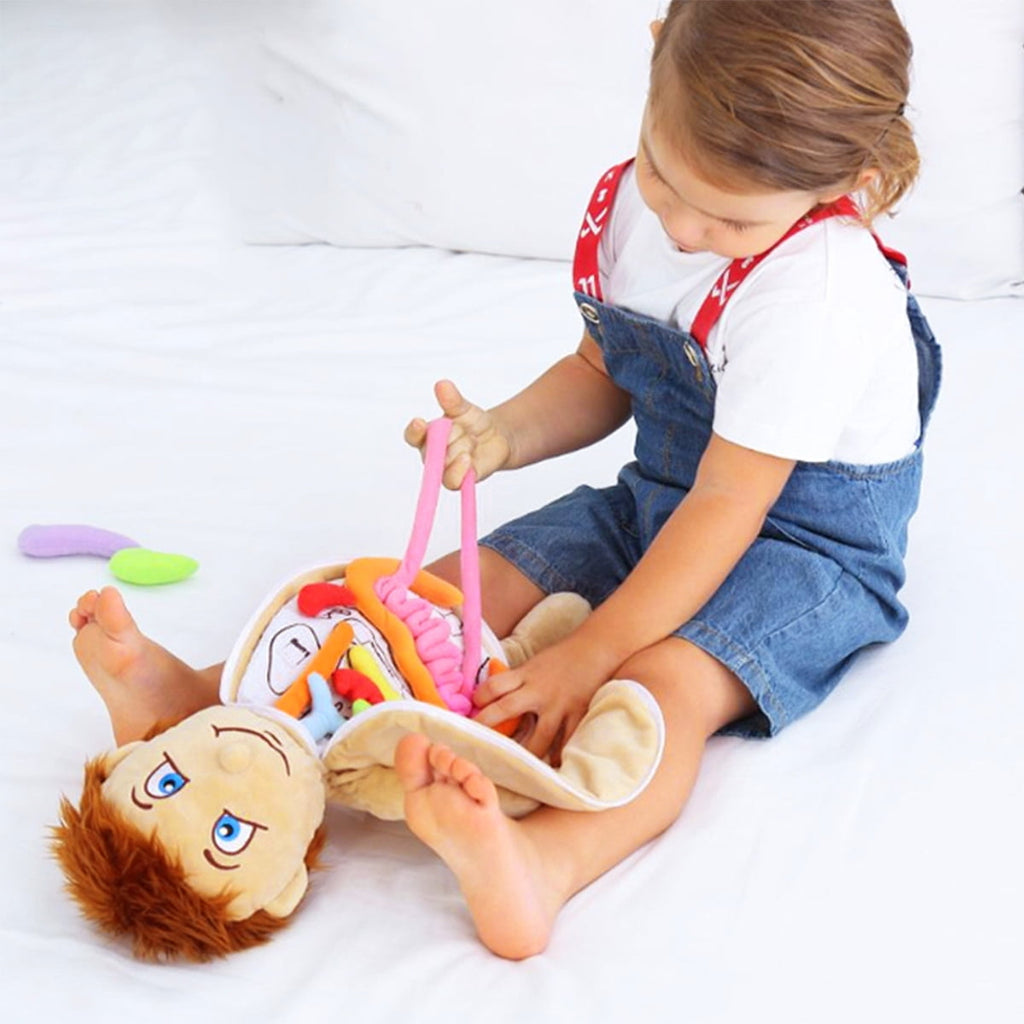 Early Education Toys Human Body Anatomy Toy Educational Science Learni