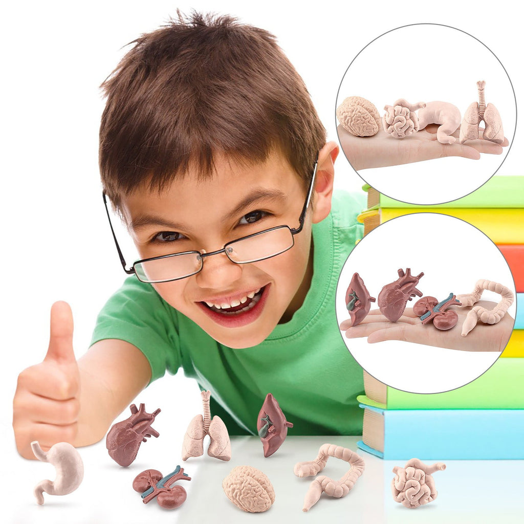 Human Organ Model Set Educational Science Toy For Kids 8 Piece Anatomy