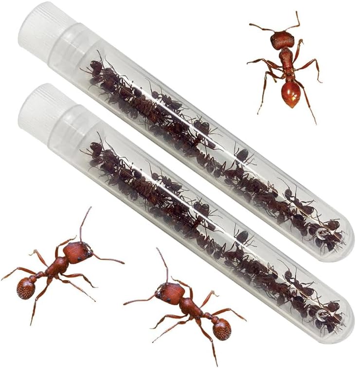 Ant Hill Habitat with Live Ant Voucher — STEM Science Kit (Ages 5+)