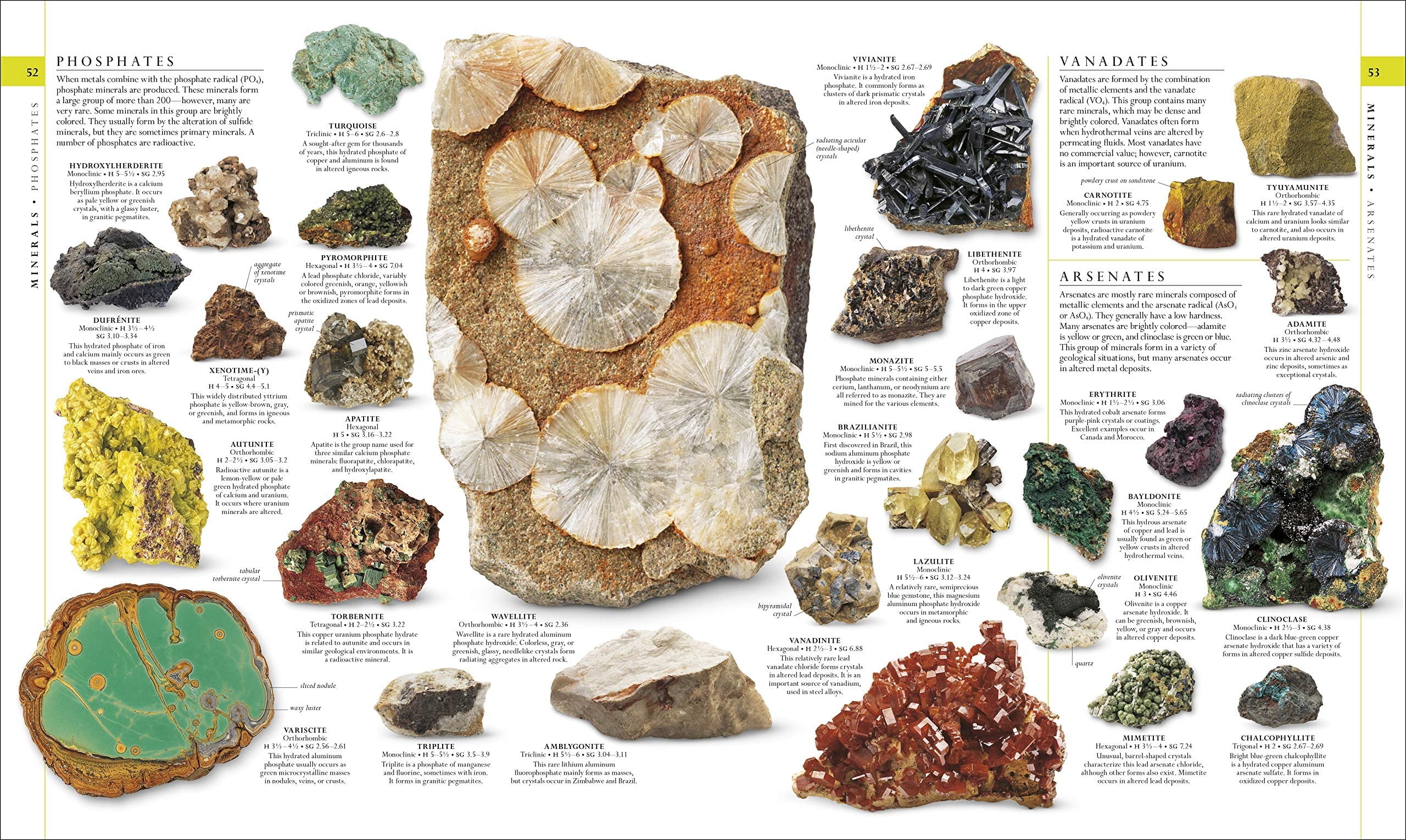 DK Definitive Visual Encyclopedias Natural History, (Hardcover)