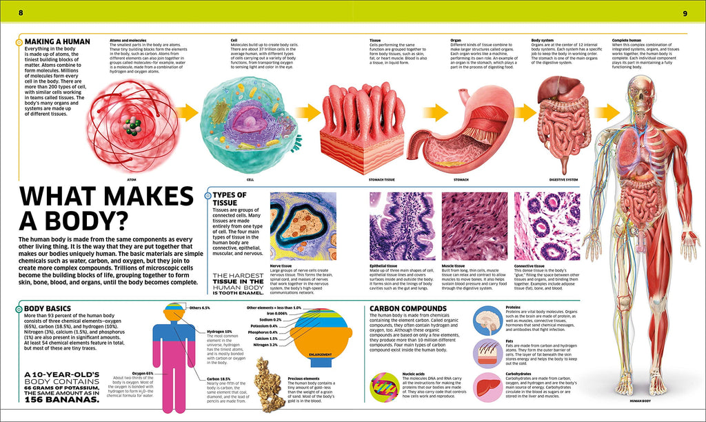 DK Knowledge Encyclopedias Knowledge Encyclopedia Human Body!: Human A