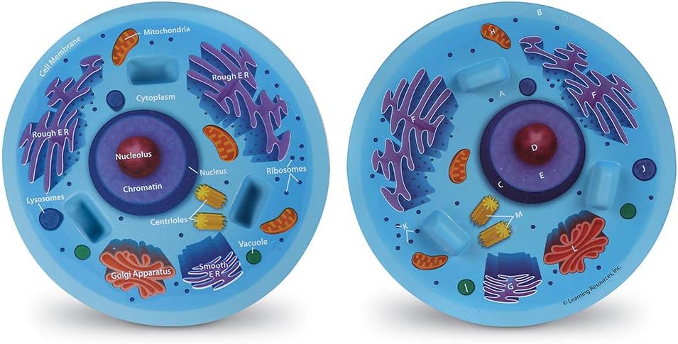 Learning Resources: Cross-Section Animal Cell Model — Soft Foam Biology Teaching Aid (Ages 4+)