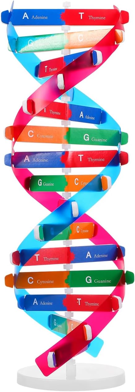Educational DNA Double Helix Model Kit — 14.5" Biology Teaching Aid (Ages 8+)