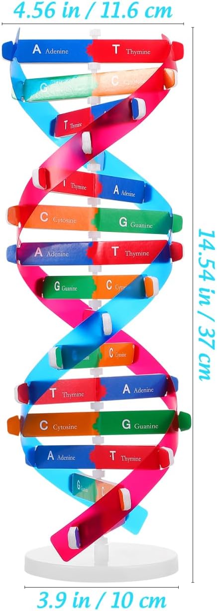 Educational DNA Double Helix Model Kit — 14.5" Biology Teaching Aid (Ages 8+)