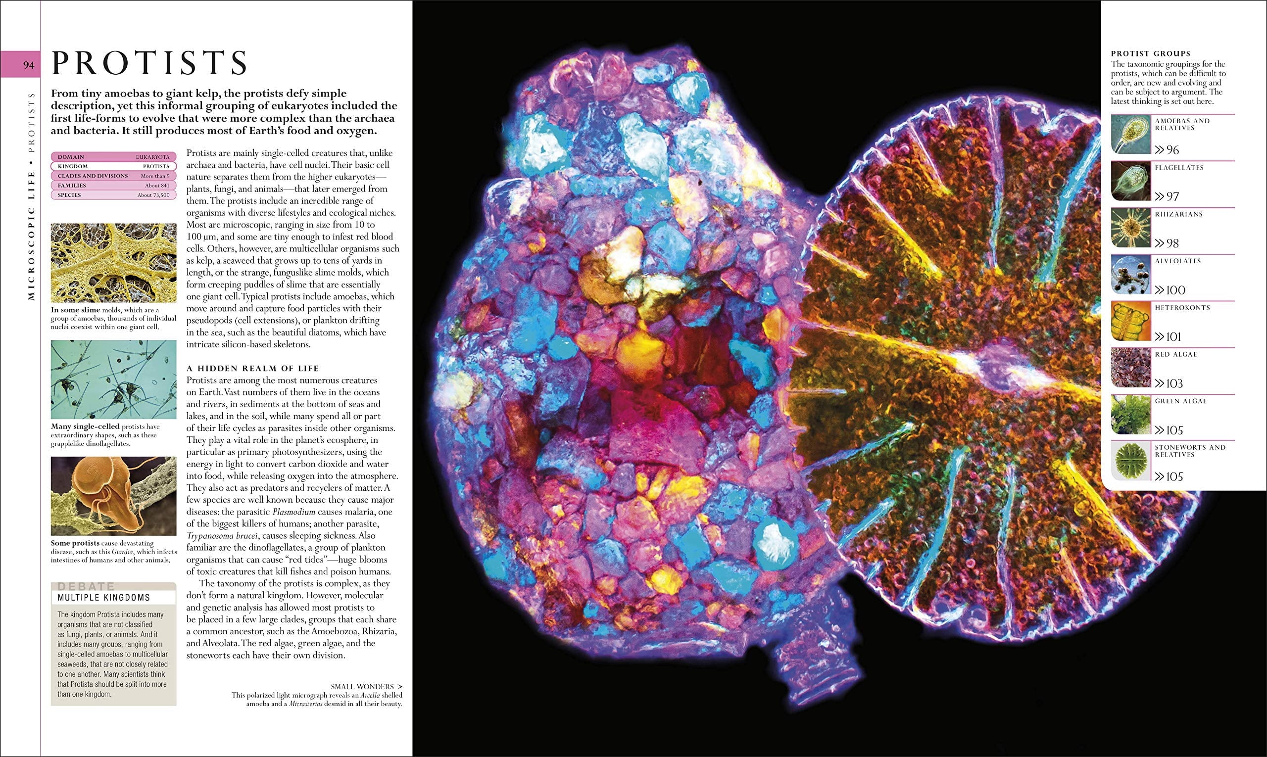 DK Definitive Visual Encyclopedias Natural History, (Hardcover)