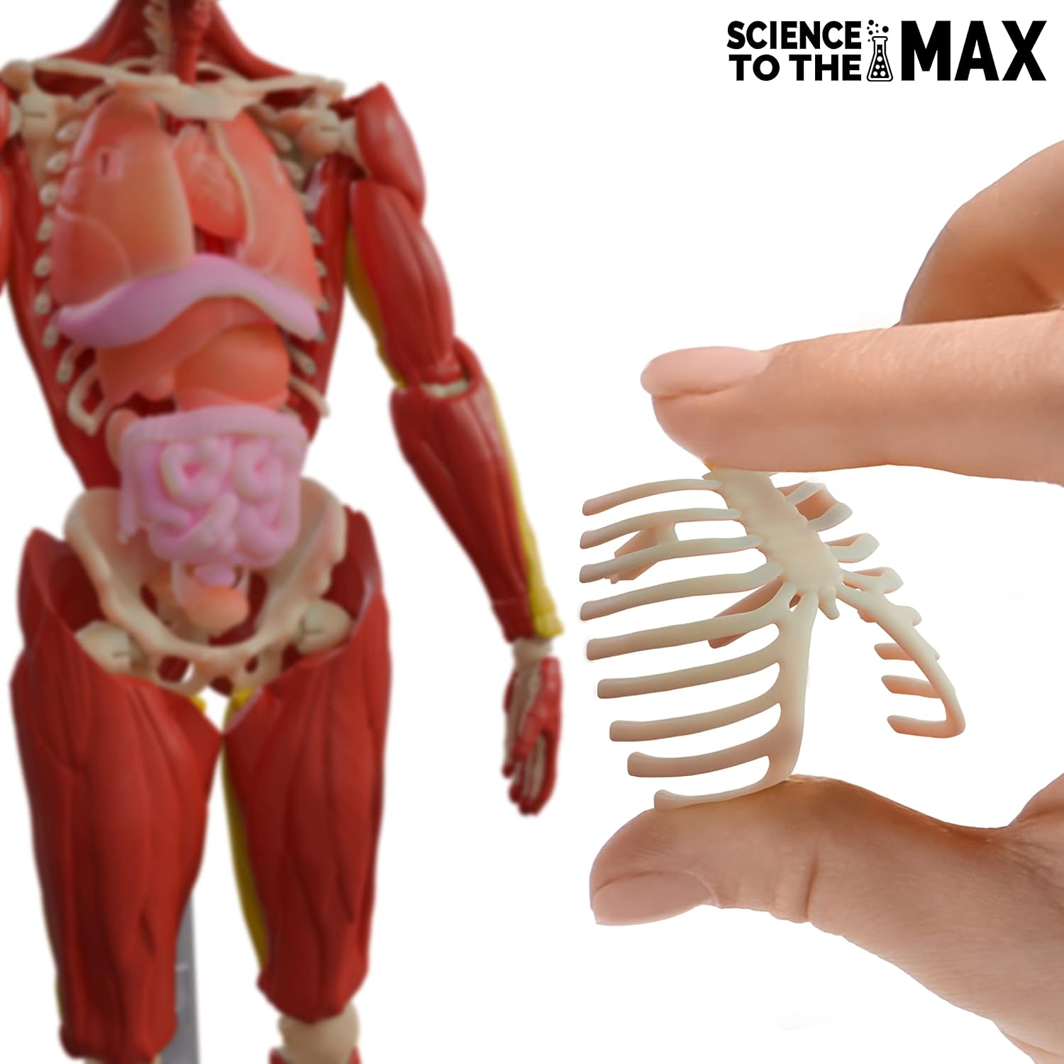 Be Amazing!  Interactive Human Body Anatomy Figure — 60-Piece STEM Model (Ages 8+)