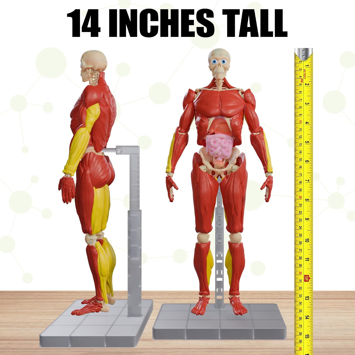 Be Amazing!  Interactive Human Body Anatomy Figure — 60-Piece STEM Model (Ages 8+)