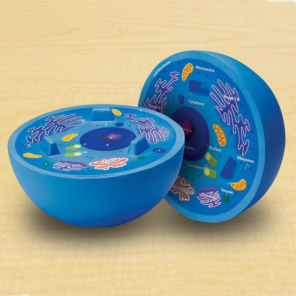 Learning Resources: Cross-Section Animal Cell Model — Soft Foam Biology Teaching Aid (Ages 4+)