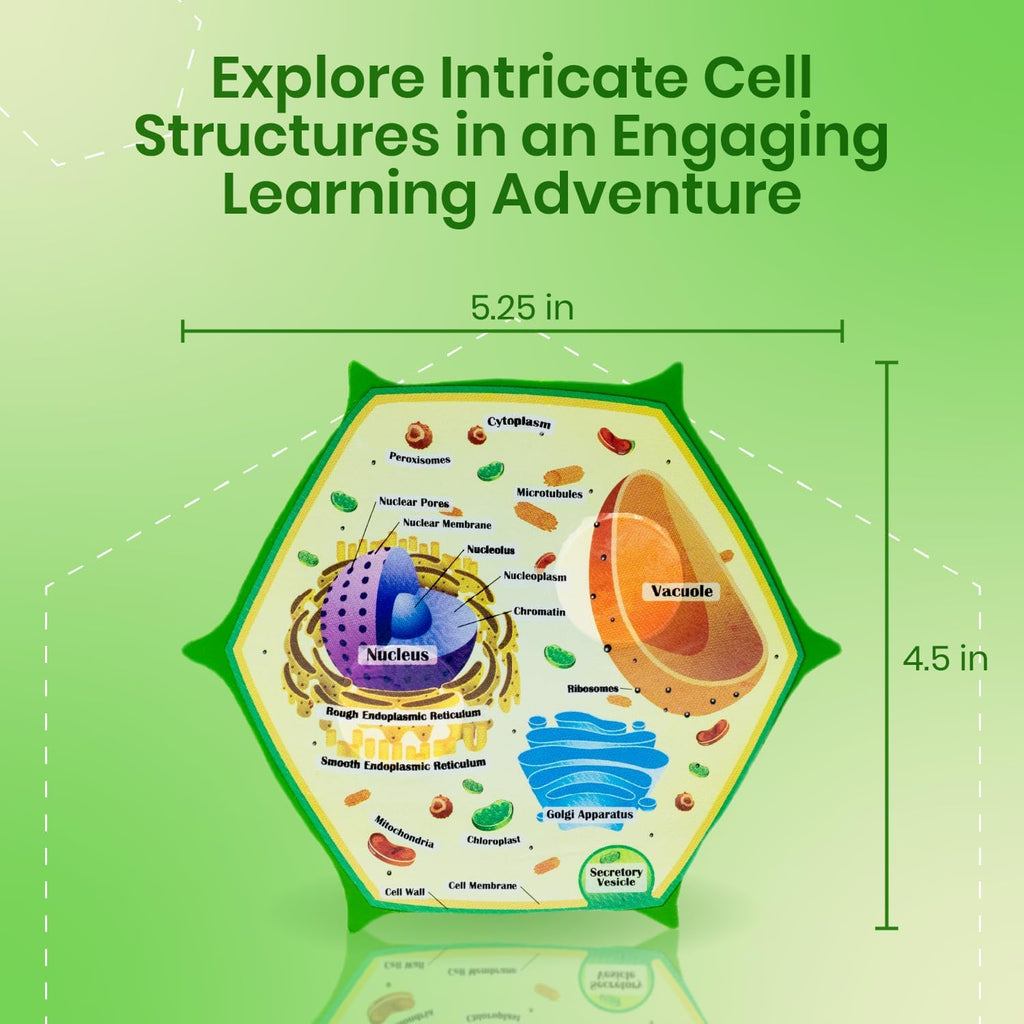 Cross-Section Foam Plant Cell Model — Pull-Apart Biology Teaching Aid with Magnets