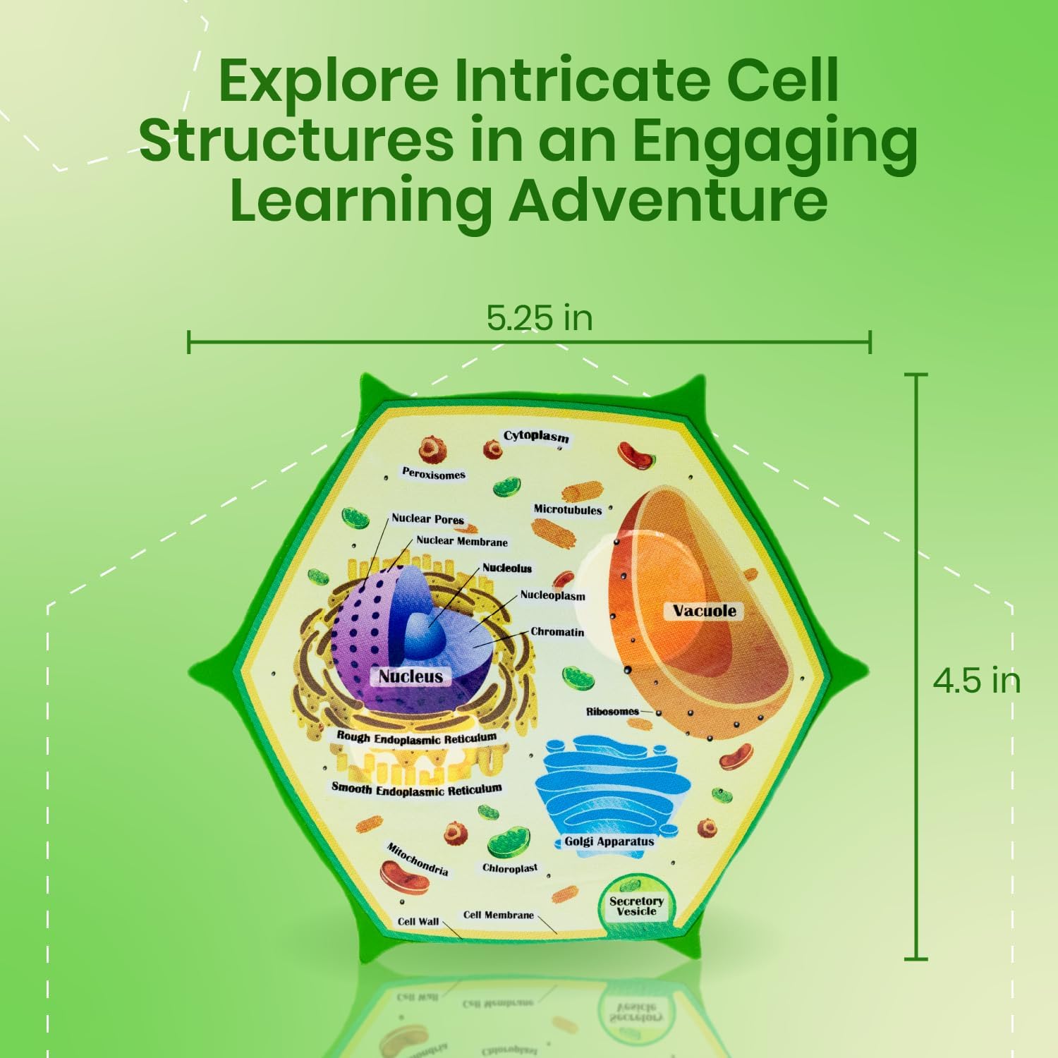 Cross-Section Foam Plant Cell Model — Pull-Apart Biology Teaching Aid with Magnets