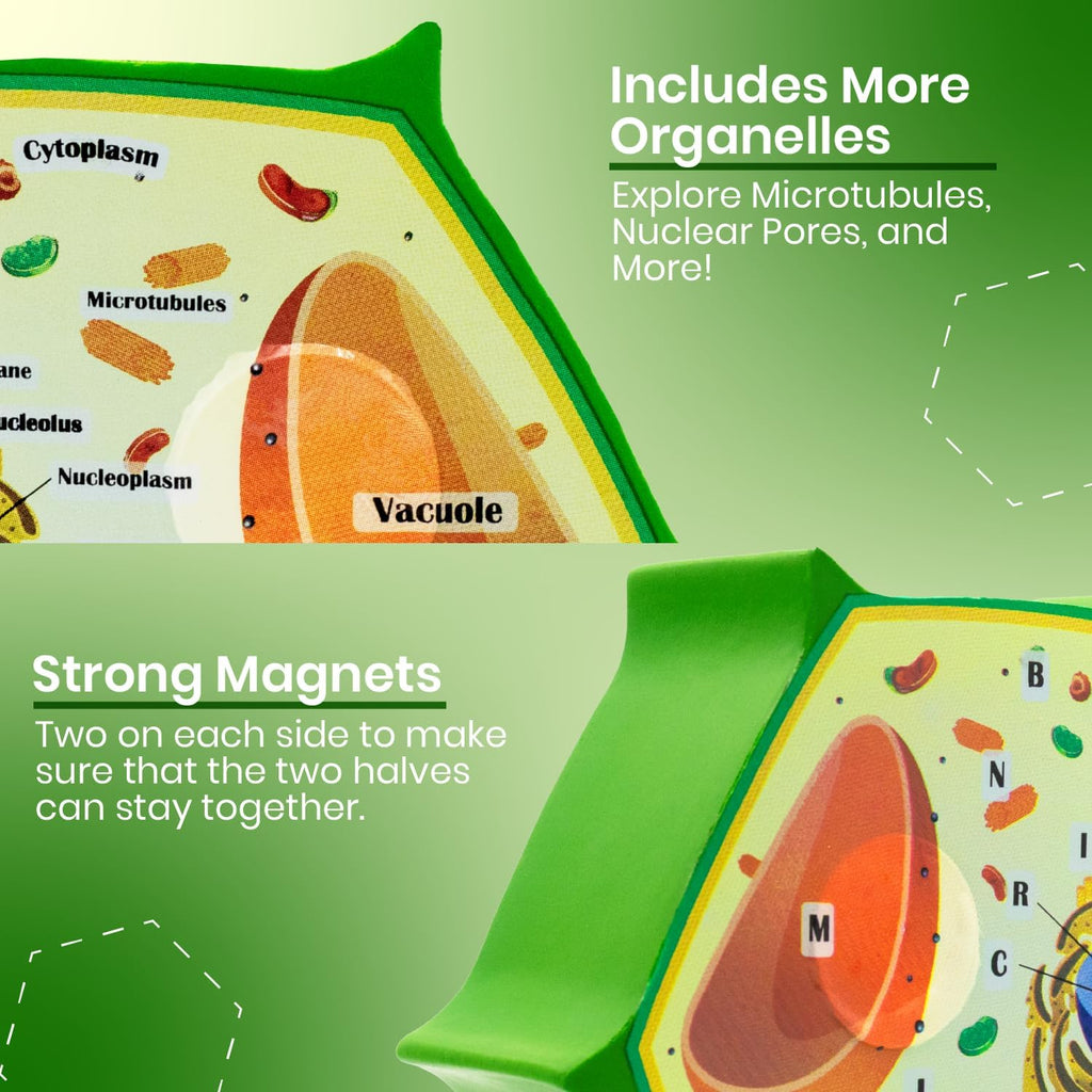 Cross-Section Foam Plant Cell Model — Pull-Apart Biology Teaching Aid with Magnets