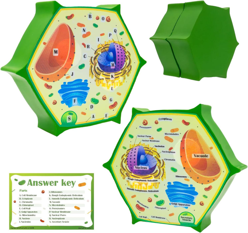 Cross-Section Foam Plant Cell Model — Pull-Apart Biology Teaching Aid with Magnets