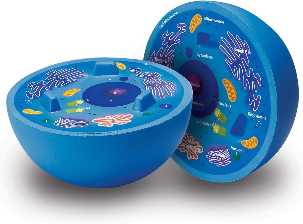 Learning Resources: Cross-Section Animal Cell Model — Soft Foam Biology Teaching Aid (Ages 4+)