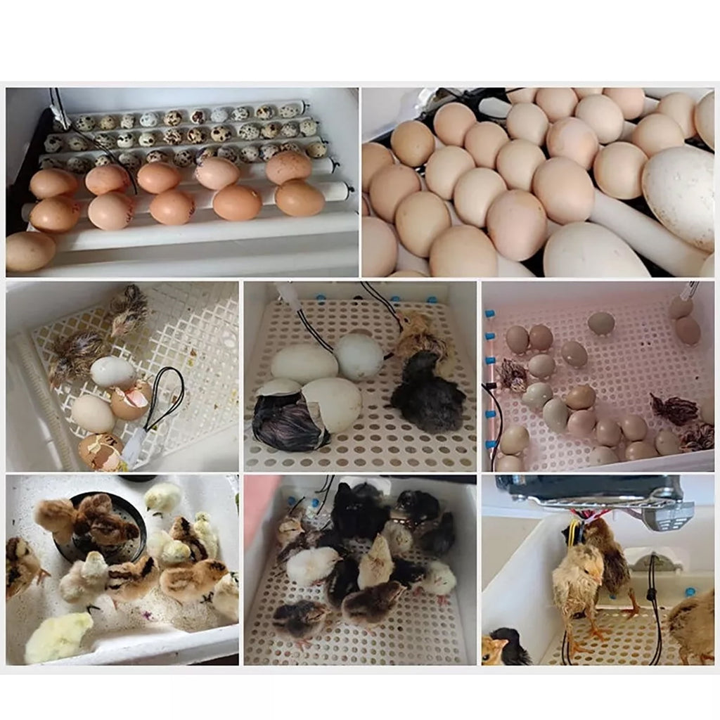 30 Egg Incubator with Automatic Egg Turning and Humidity Temperature C