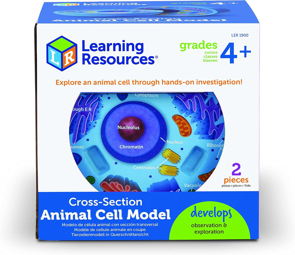 Learning Resources: Cross-Section Animal Cell Model — Soft Foam Biology Teaching Aid (Ages 4+)