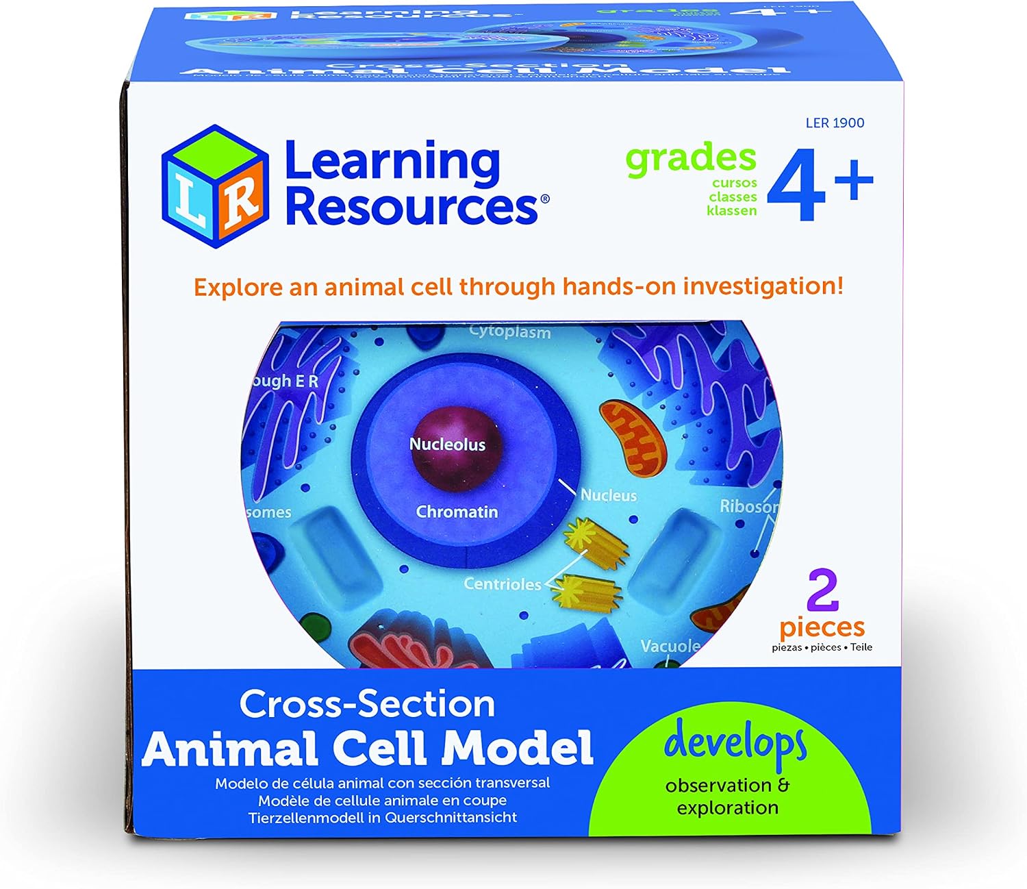 Learning Resources: Cross-Section Animal Cell Model — Soft Foam Biology Teaching Aid (Ages 4+)