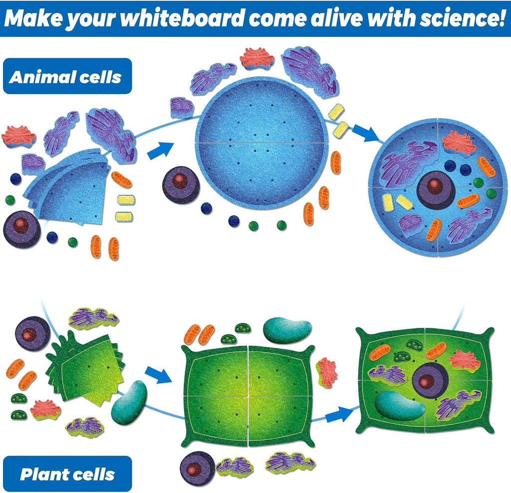 VercanMonth: 3D Felt Animal & Plant Cell Model Kit — 31-Piece Biology Set (Ages 8+)