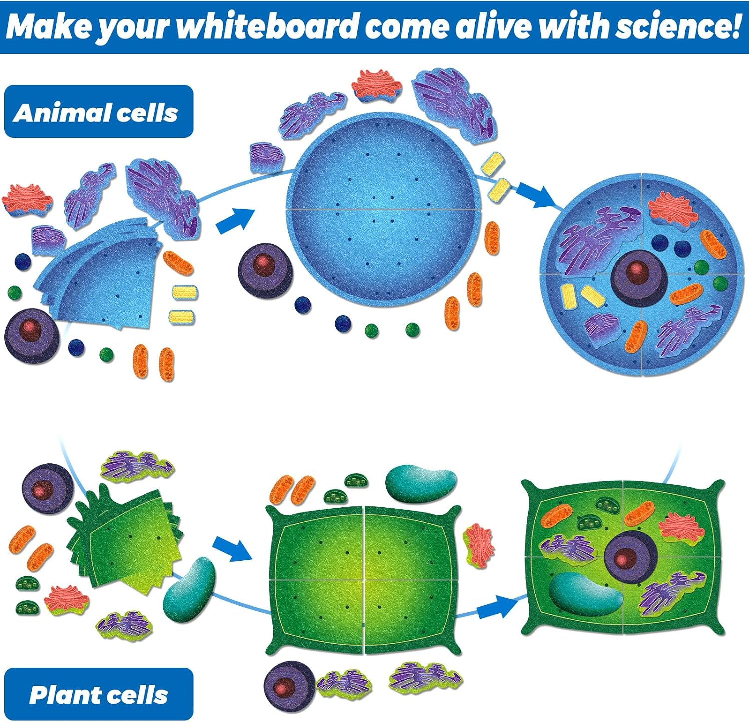 VercanMonth: 3D Felt Animal & Plant Cell Model Kit — 31-Piece Biology Set (Ages 8+)