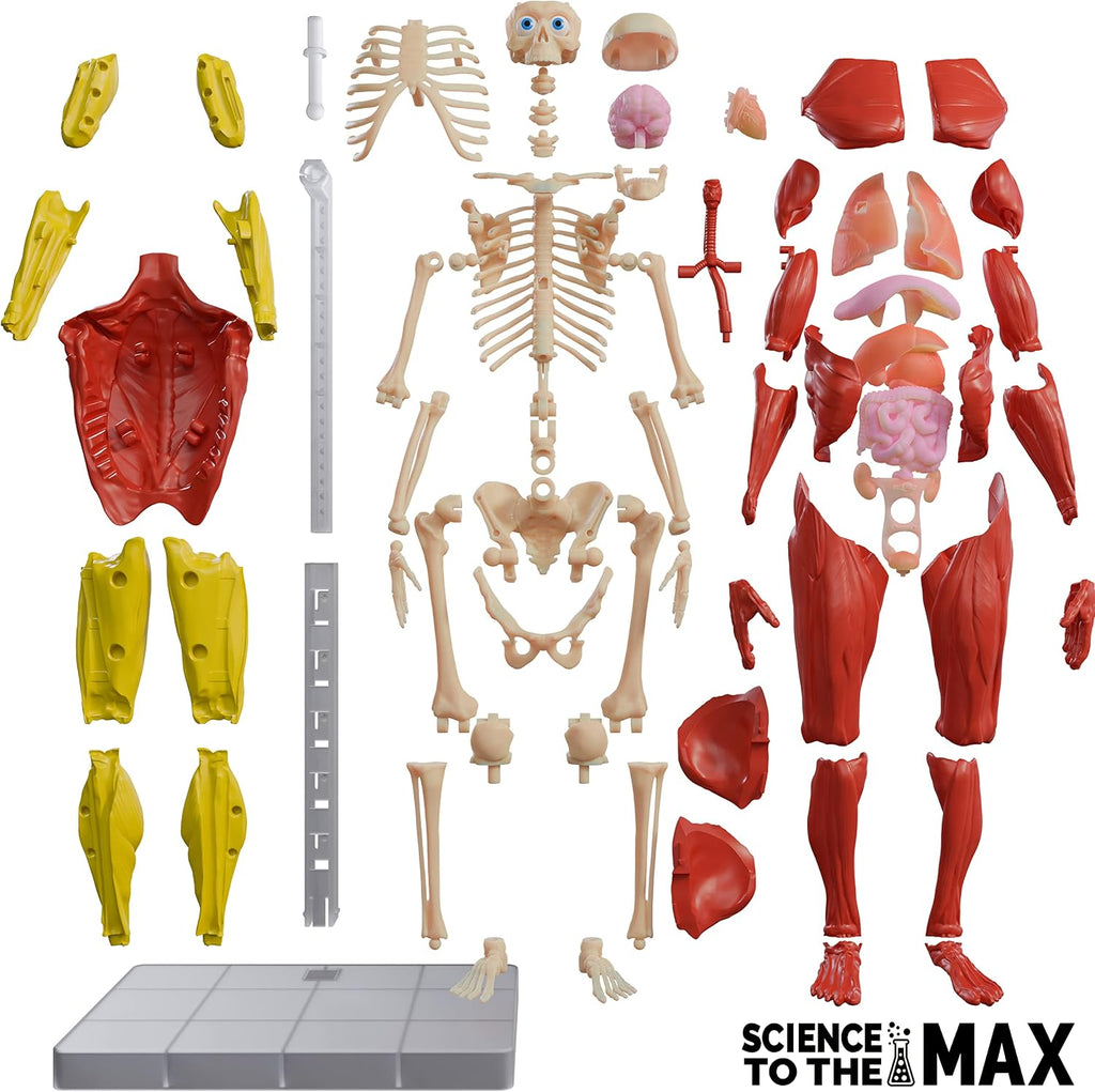Be Amazing!  Interactive Human Body Anatomy Figure — 60-Piece STEM Model (Ages 8+)