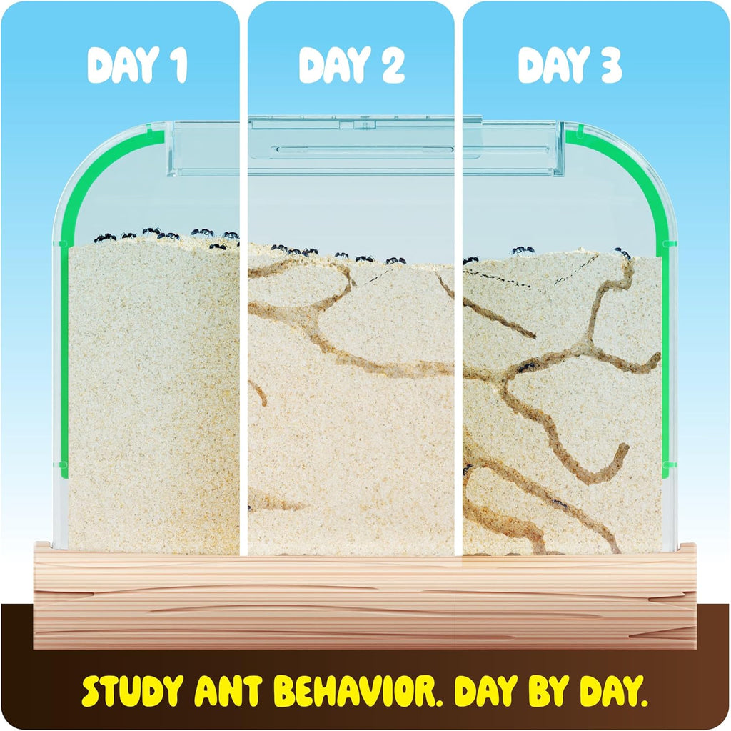 Ant Farm Kit