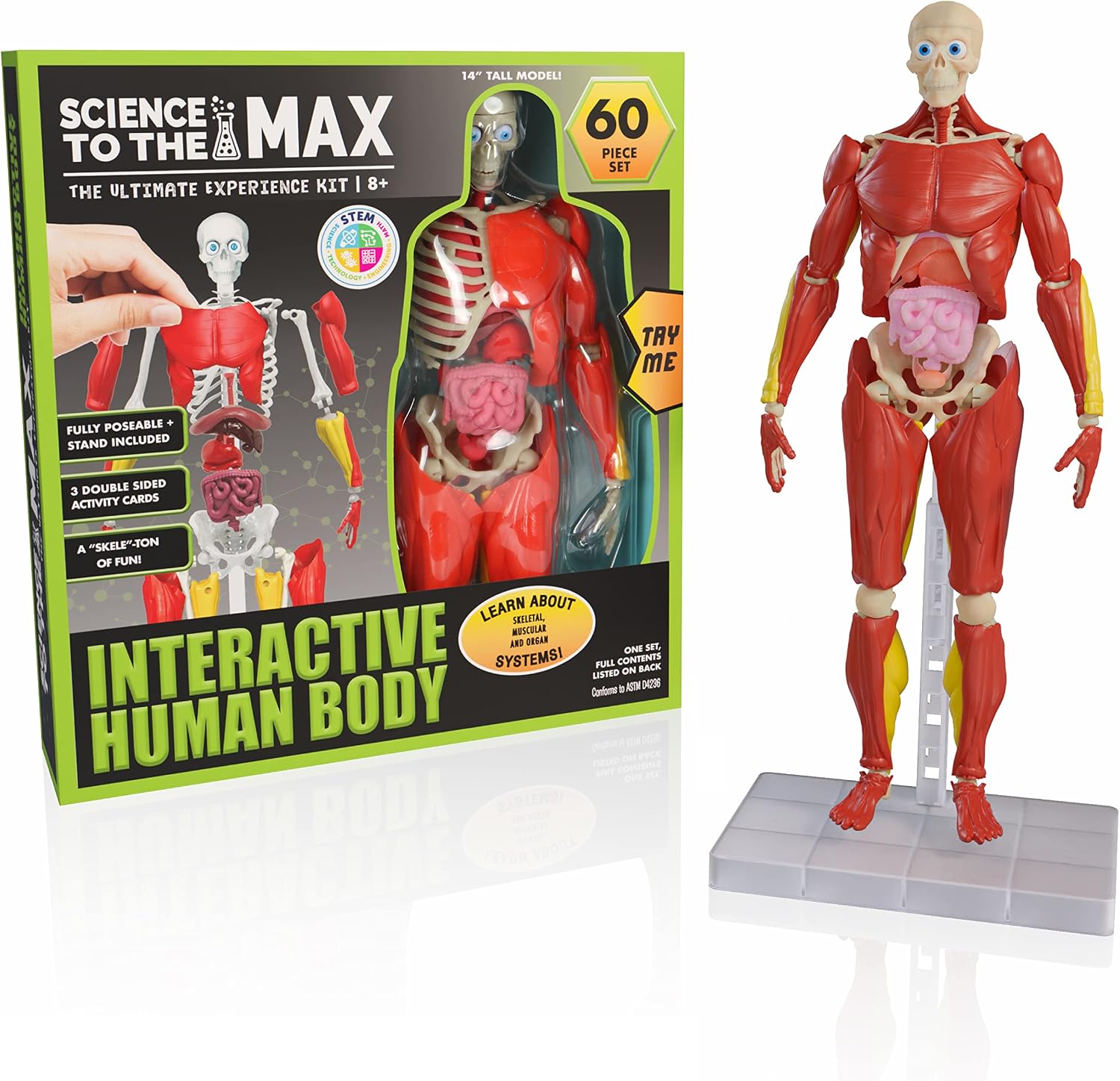Be Amazing!  Interactive Human Body Anatomy Figure — 60-Piece STEM Model (Ages 8+)