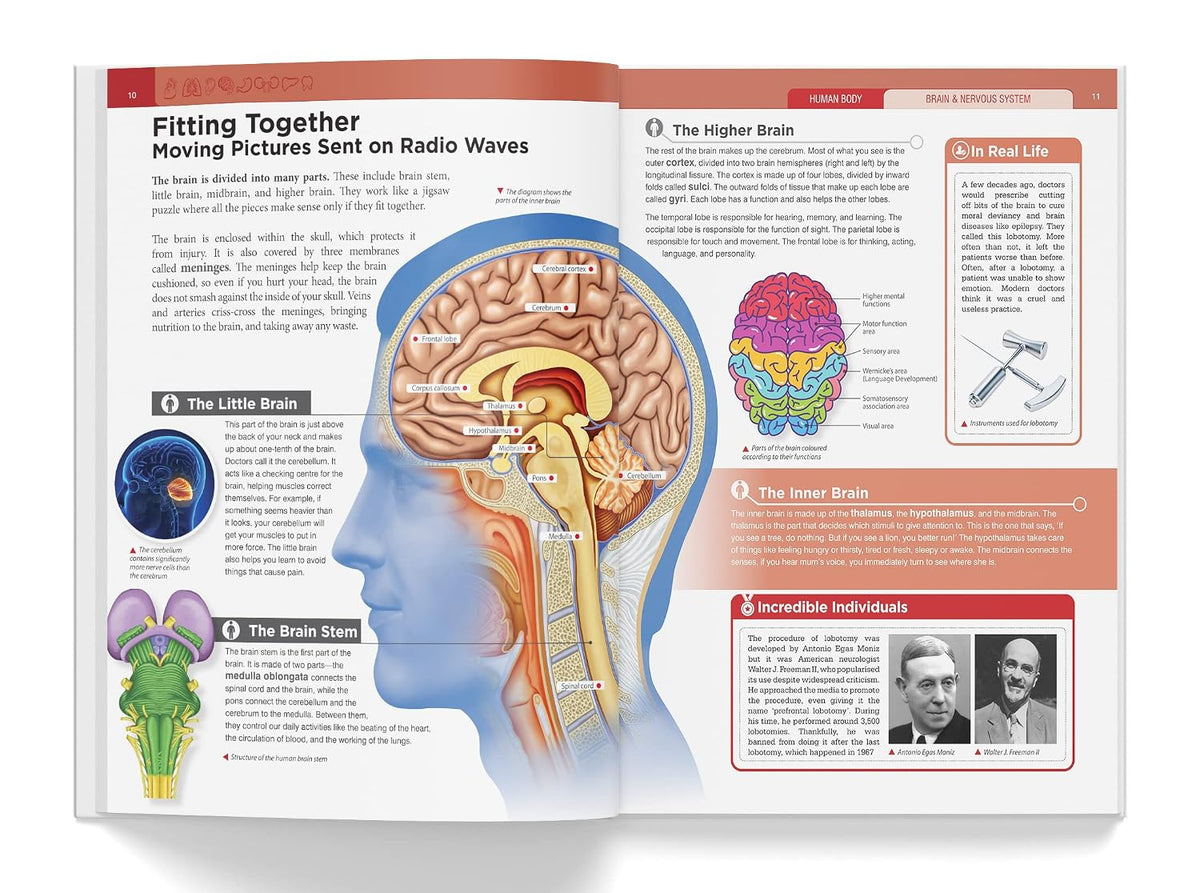 Knowledge Encyclopedia Human Body (Knowledge Encyclopedia For Children)