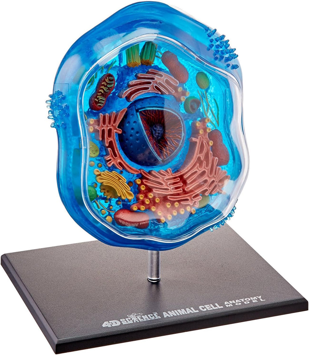 Famemaster: 4D-Science Animal Cell Anatomy Model (Ages 8+)