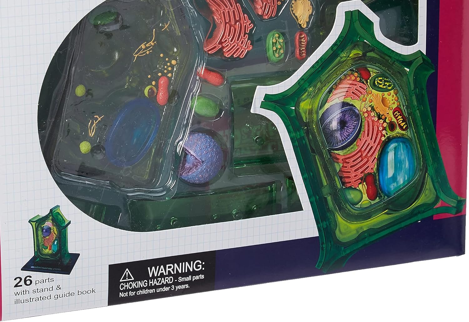 Famemaster: 4D-Science Plant Cell Anatomy Model (Ages 8+)