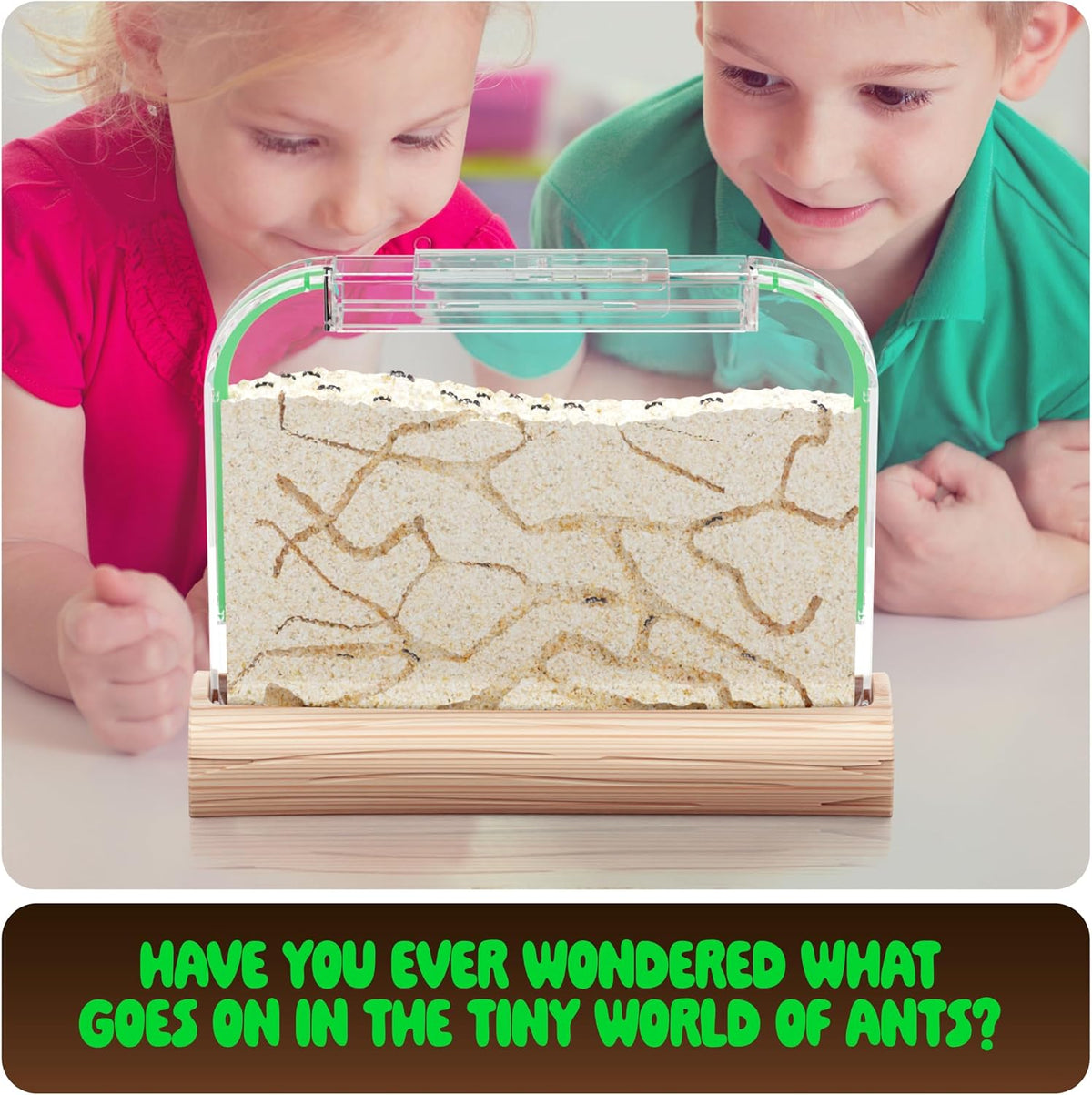 Ant Farm Kit