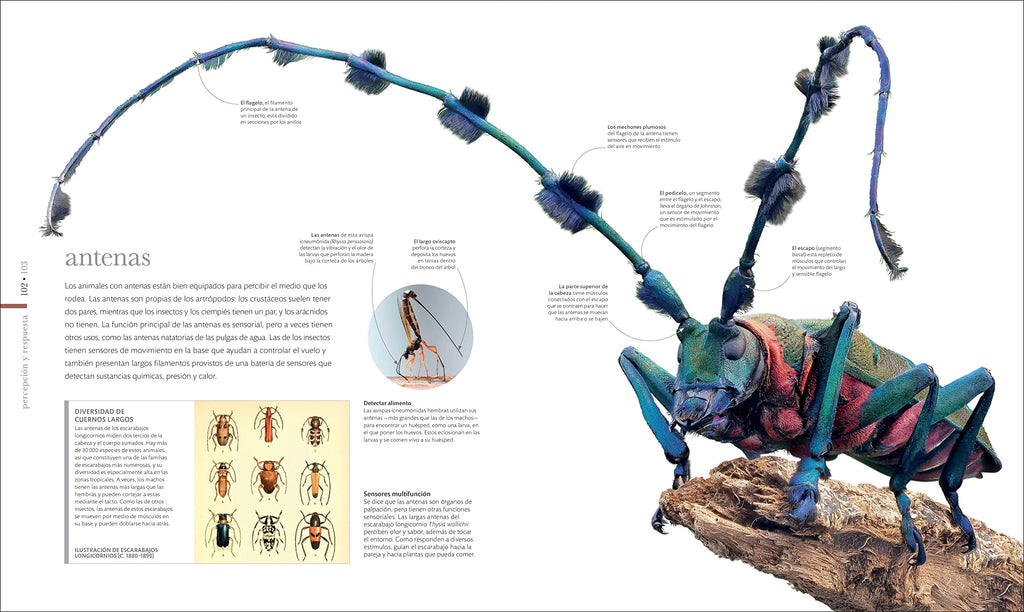 DK Secret World Encyclopedias Vida MicroscÃ³pica (Micro Life): Marav