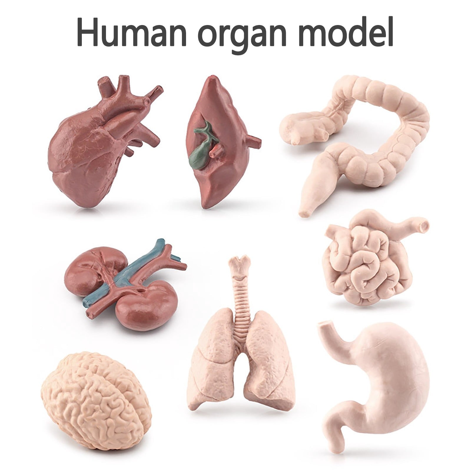 Human Organ Model Set Educational Science Toy For Kids 8 Piece Anatomy