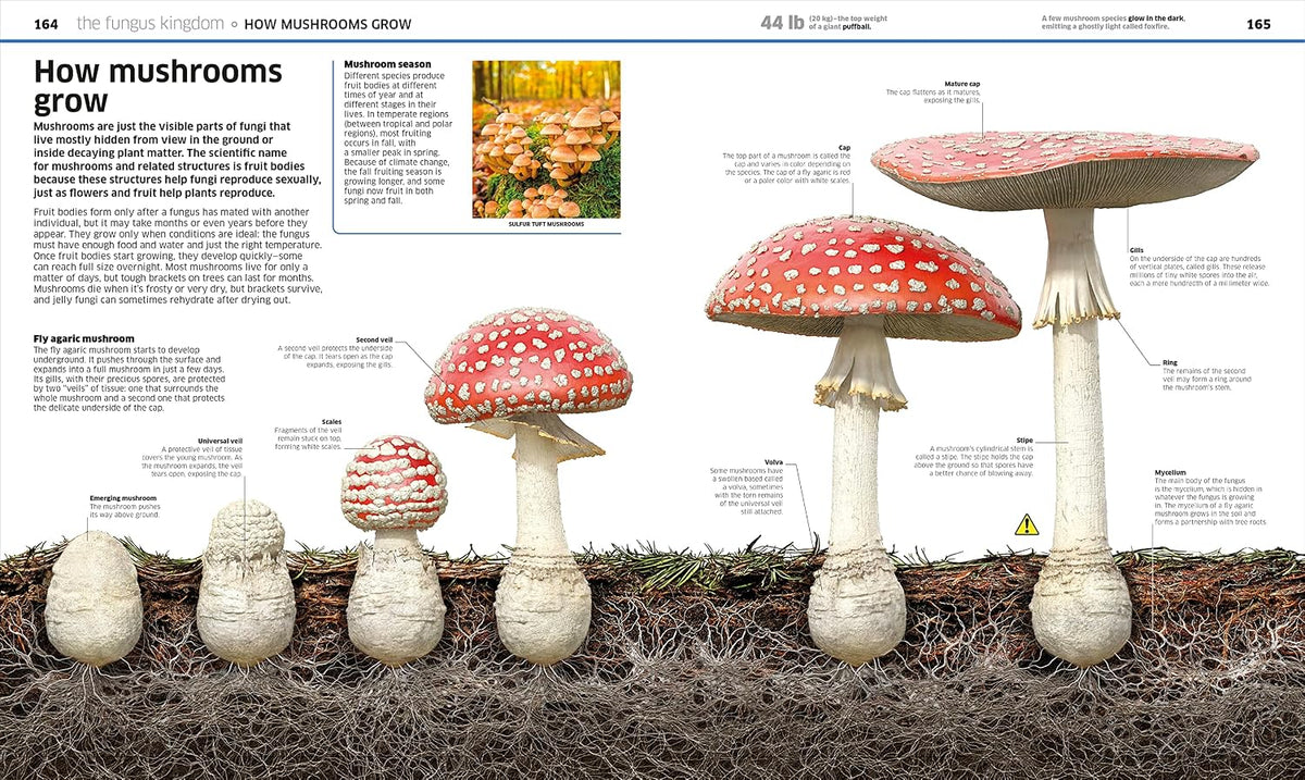 Knowledge Encyclopedia Plants and Fungi!: Our Growing World as You've Never Seen It Before