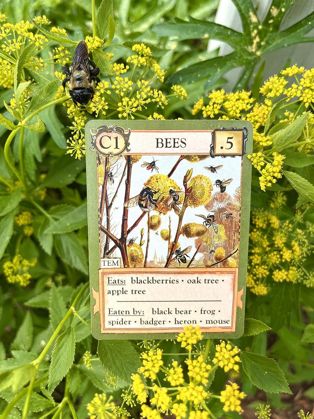 Montrose: Ecologies Card Game — Build Food Webs Across 7 Biomes (Ages 10+)