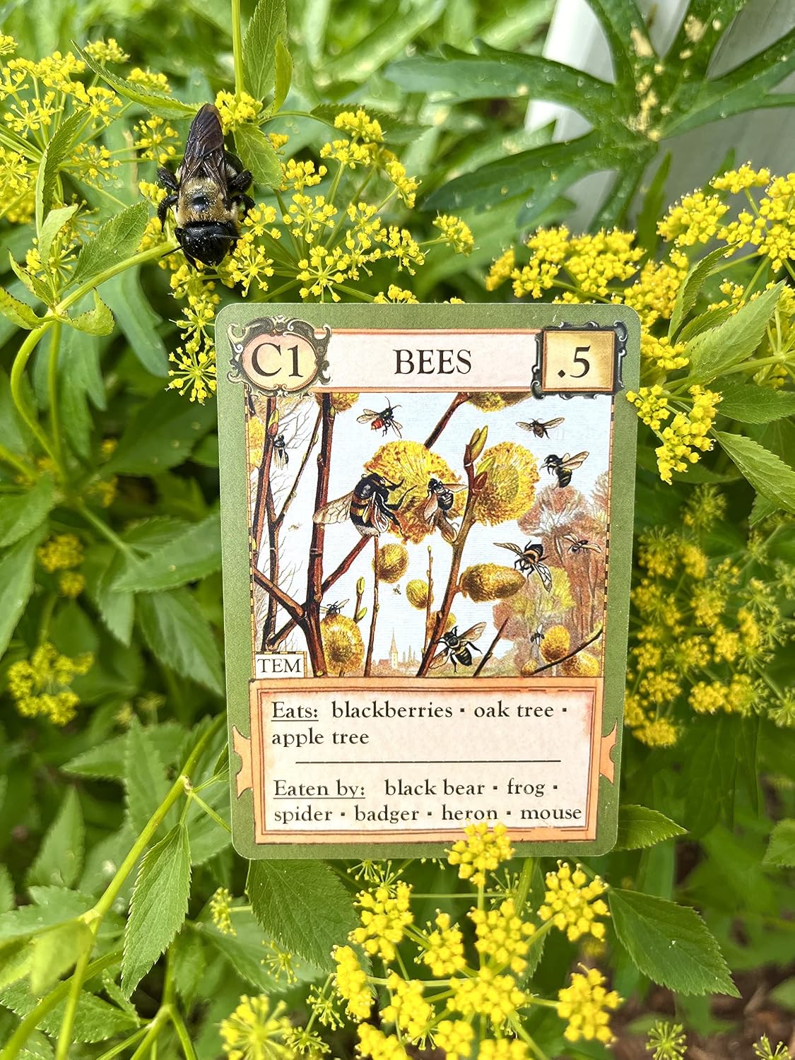 Montrose: Ecologies Card Game — Build Food Webs Across 7 Biomes (Ages 10+)
