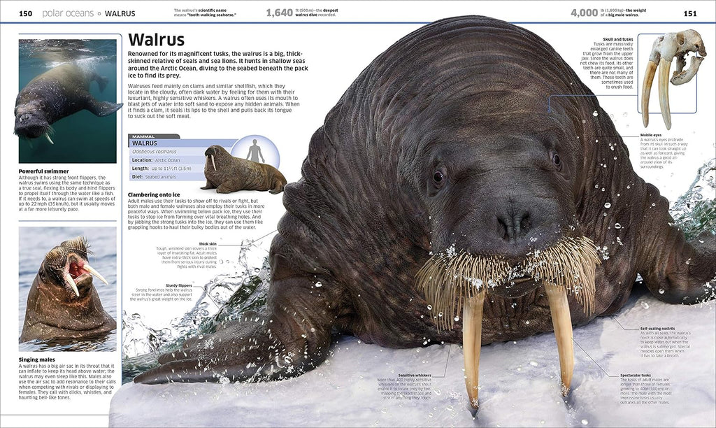 Knowledge Encyclopedia Ocean!