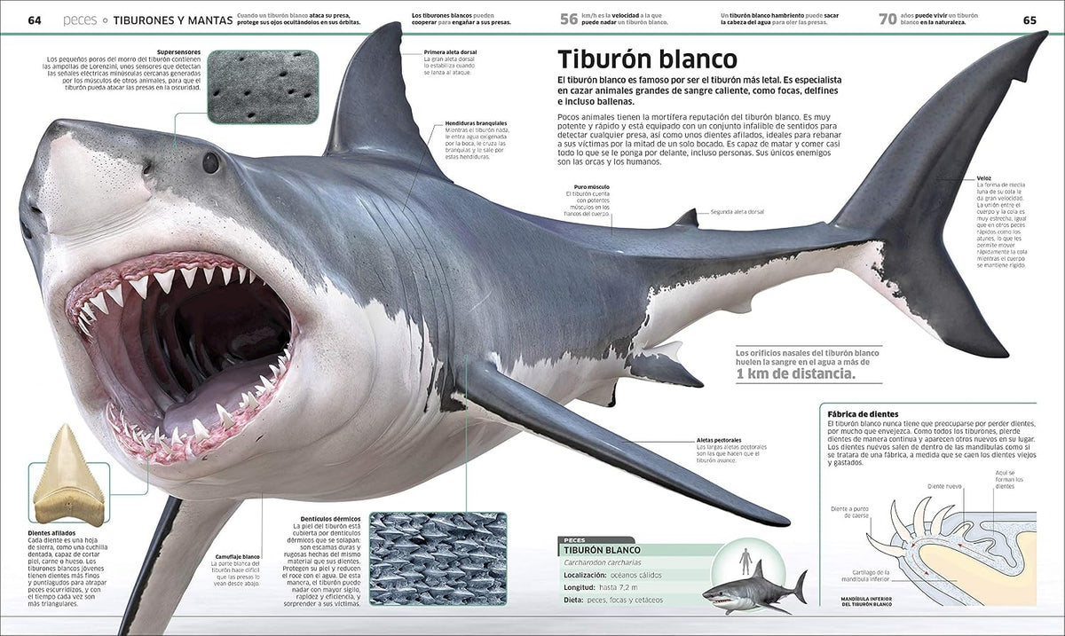 Animales (Knowledge Encyclopedia Animal!): El reino animal como nunca lo habías visto (Spanish Edition)