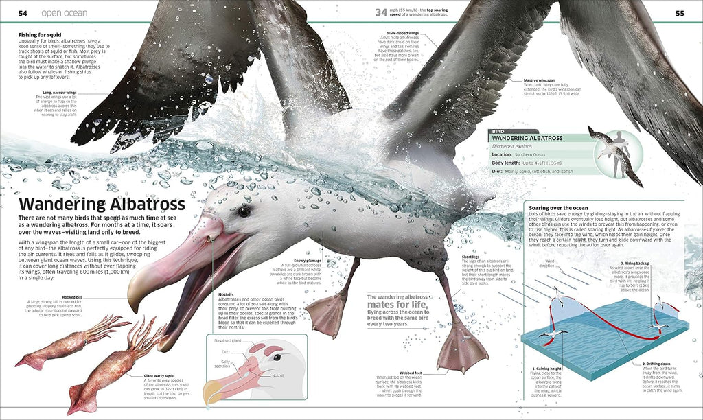 Knowledge Encyclopedia Ocean!