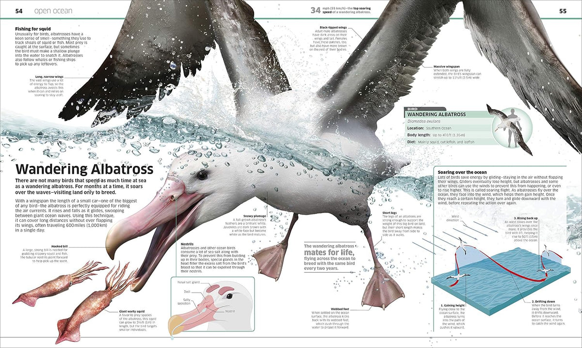 Knowledge Encyclopedia Ocean!